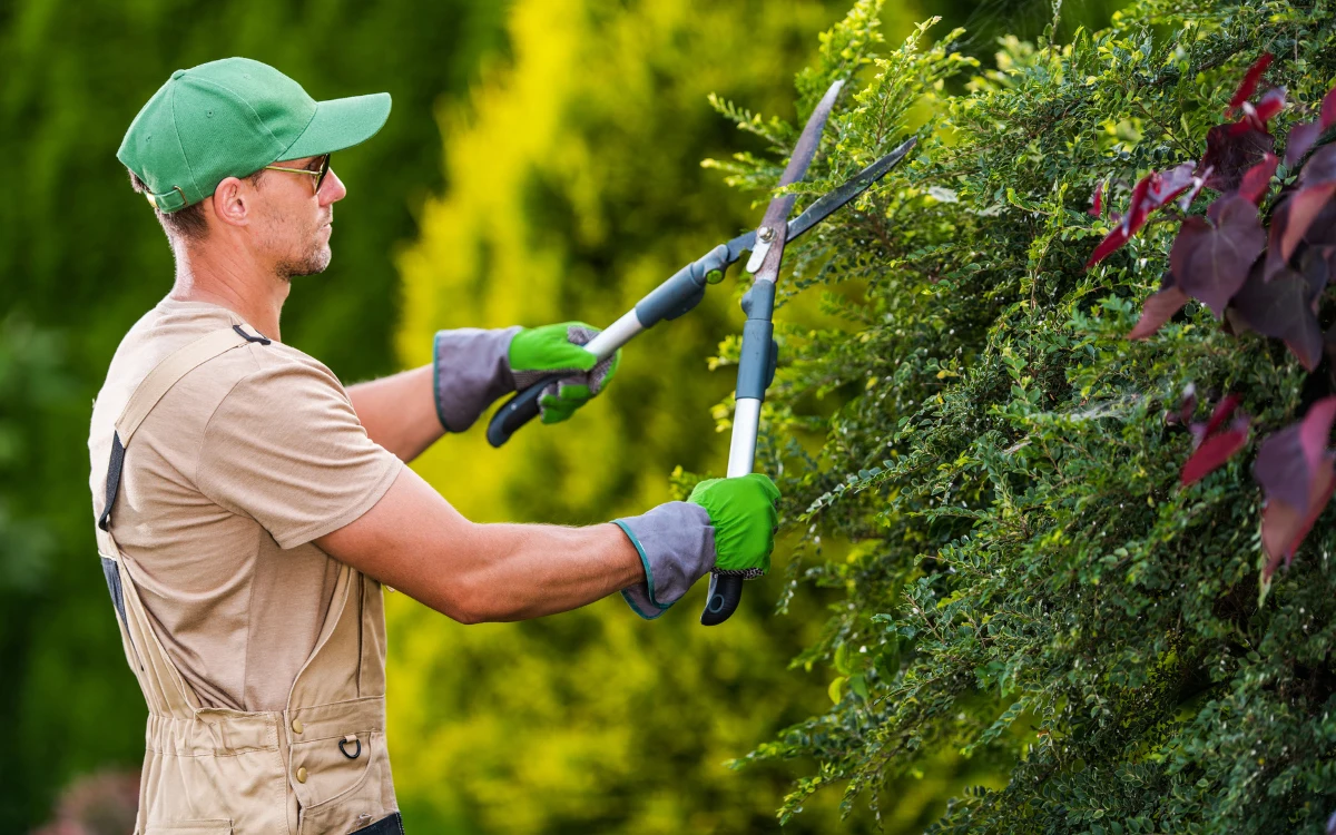 Gartenarbeiten – Hecke wird gepflegt